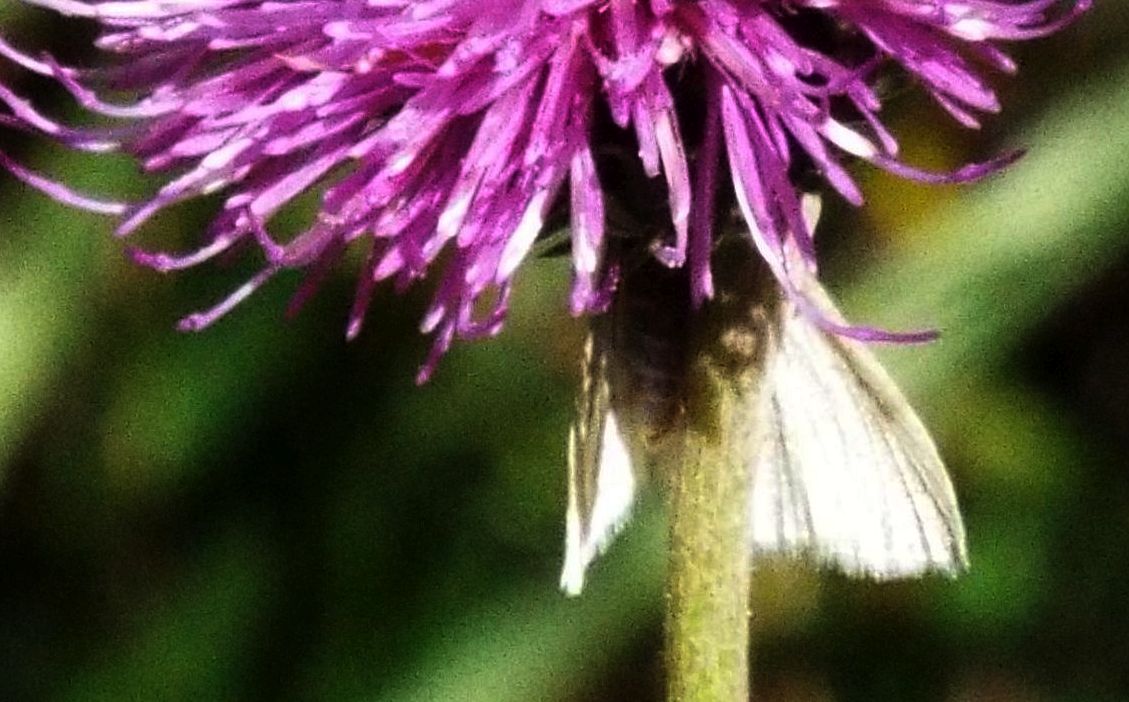 Senza speranza... (cfr. Crambidae: Sitochroa palealis ???)