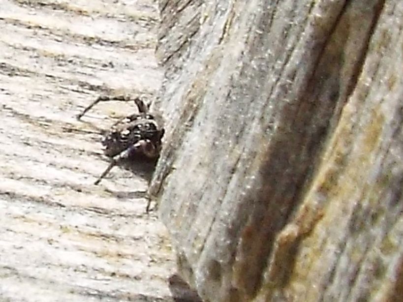 L''identificazione impossibile: Salticidae: cfr. Sitticus-terebratus - Livigno (SO)