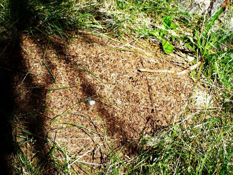 Formica gr. rufa