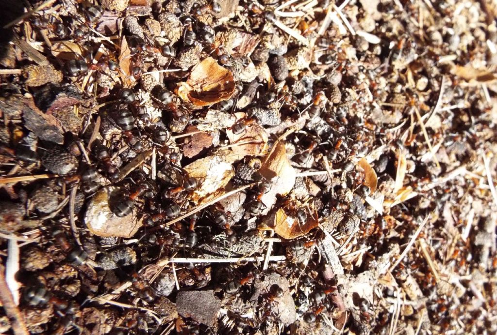 Formica gr. rufa