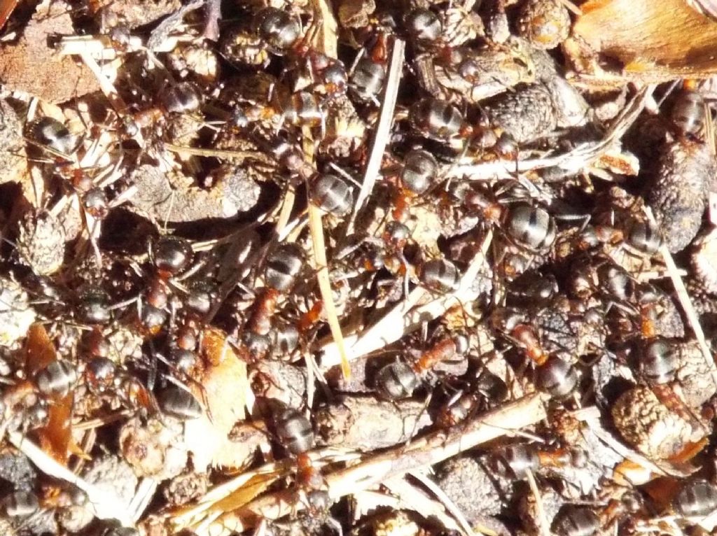 Formica gr. rufa
