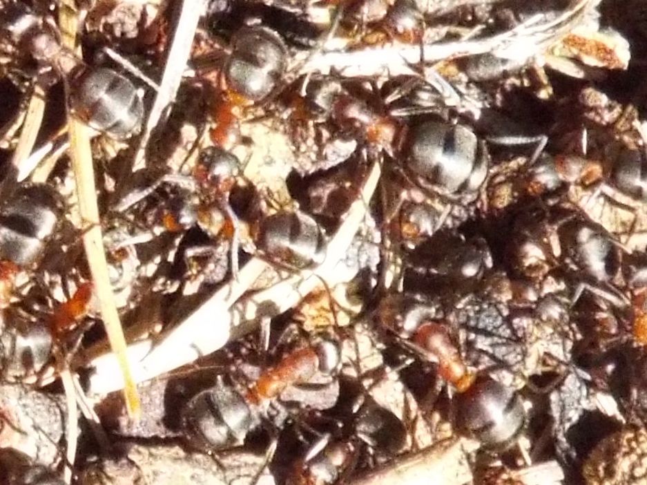 Formica gr. rufa