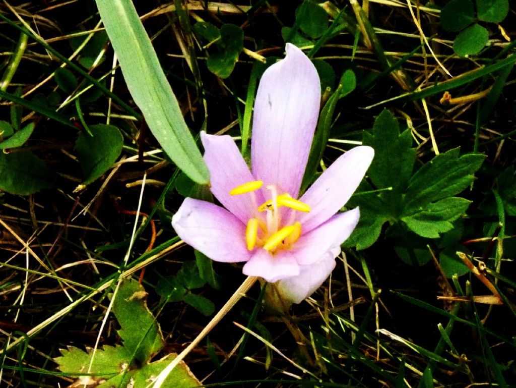 Crocus?   No, Colchicum autumnale