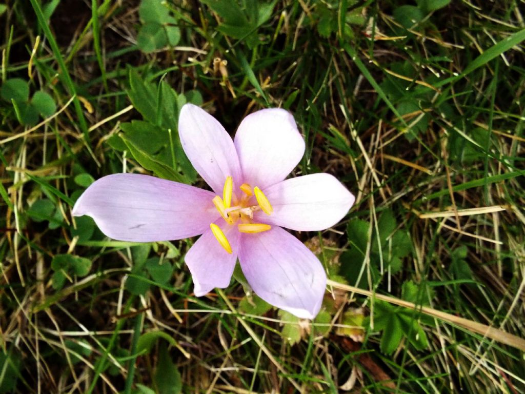 Crocus?   No, Colchicum autumnale