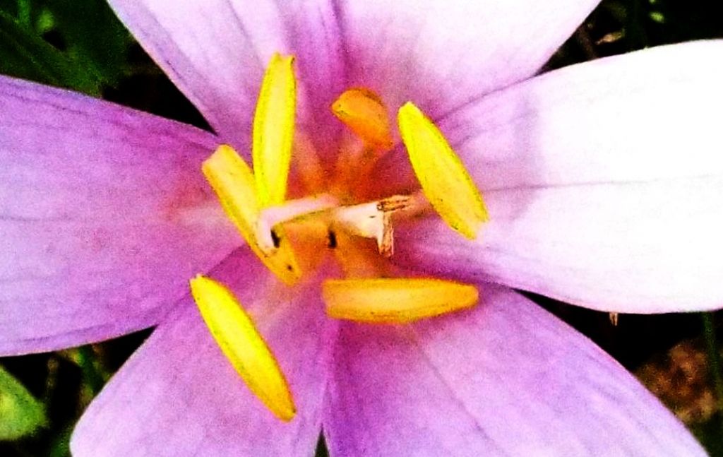 Crocus?   No, Colchicum autumnale