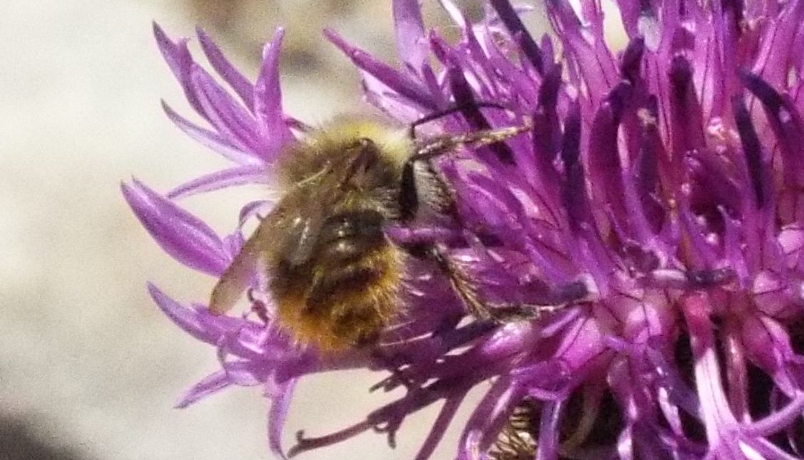 Quale Bombus? Bombus (Pyrobombus) pratorum, maschio