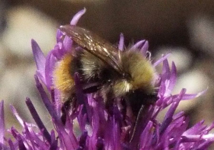 Quale Bombus? Bombus (Pyrobombus) pratorum, maschio