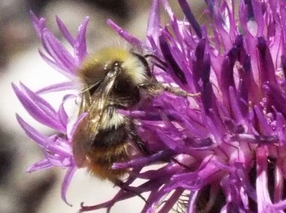 Quale Bombus? Bombus (Pyrobombus) pratorum, maschio