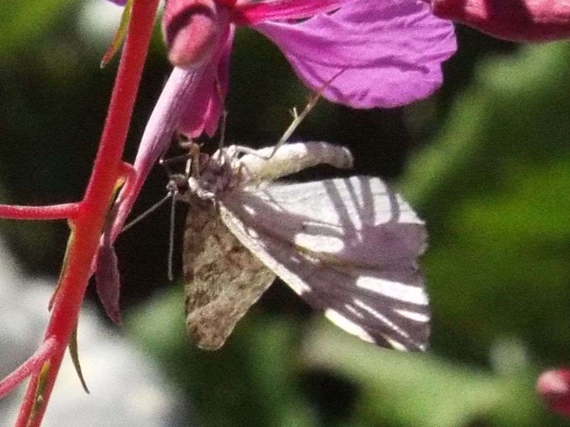 Geometridae (non identificabile) e Nomophila noctuella ( Crambidae)