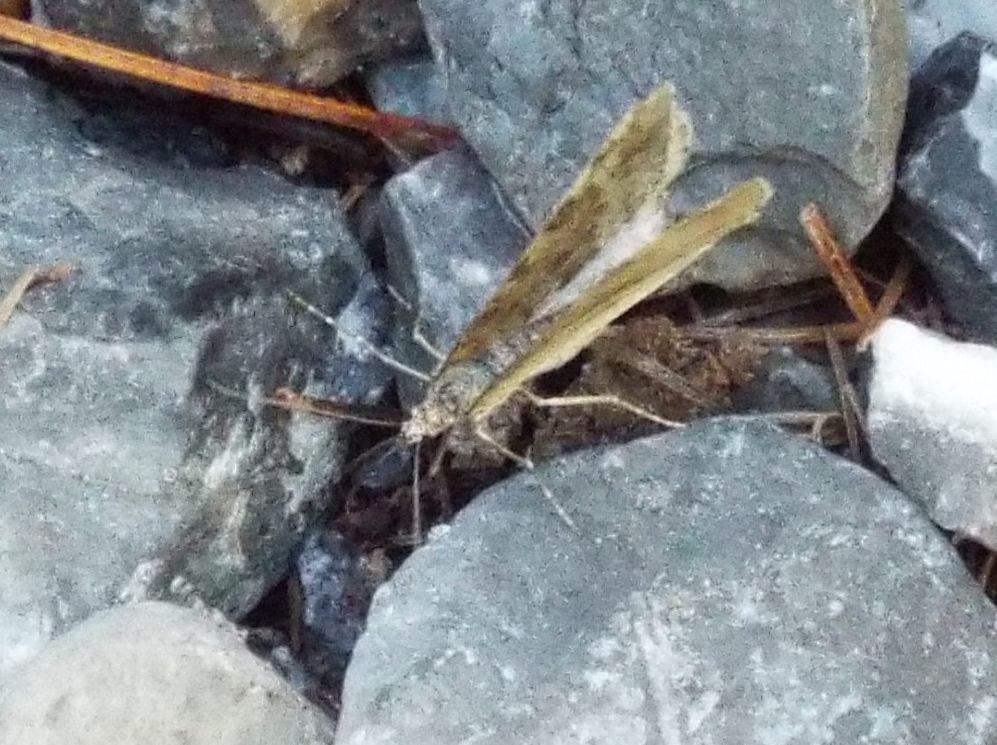 Geometridae (non identificabile) e Nomophila noctuella ( Crambidae)