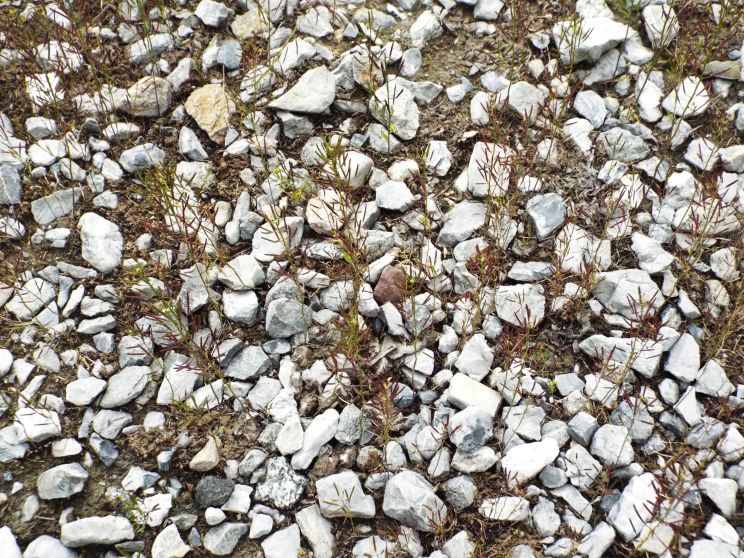 Da identificare (Brassicaceae)