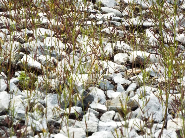Da identificare (Brassicaceae)