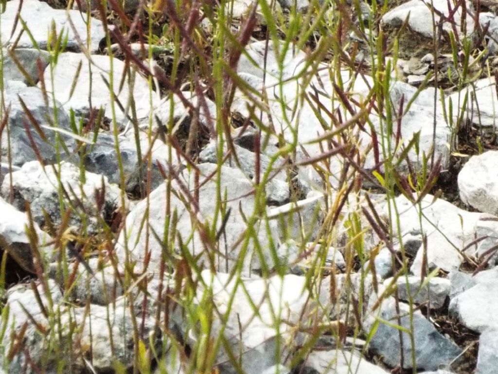 Da identificare (Brassicaceae)
