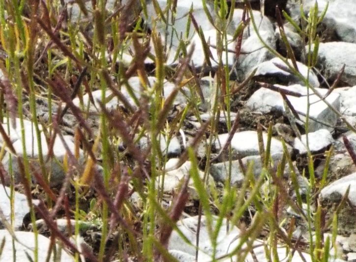 Da identificare (Brassicaceae)