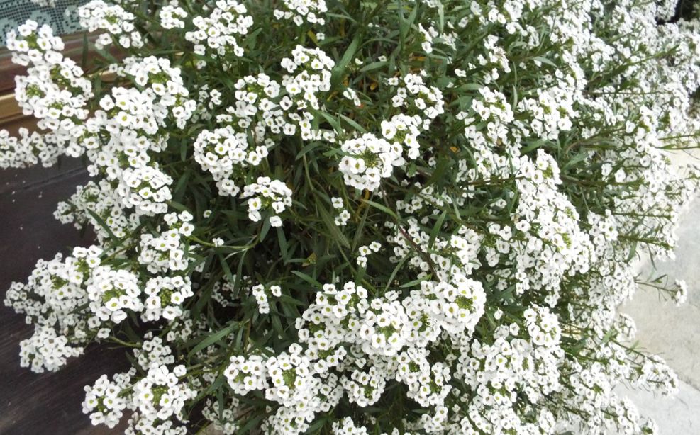 Lobularia maritima  (Brassicaceae)