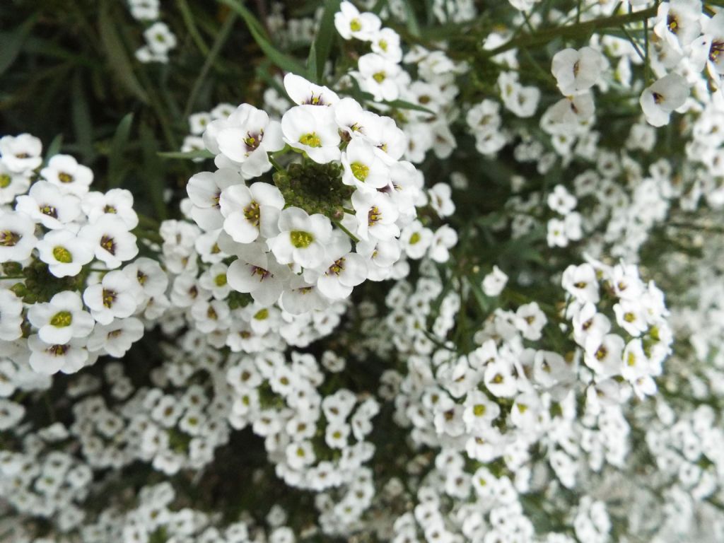 Lobularia maritima  (Brassicaceae)