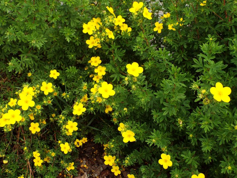 cv. di Potentilla fruticosa (Rosaceae)