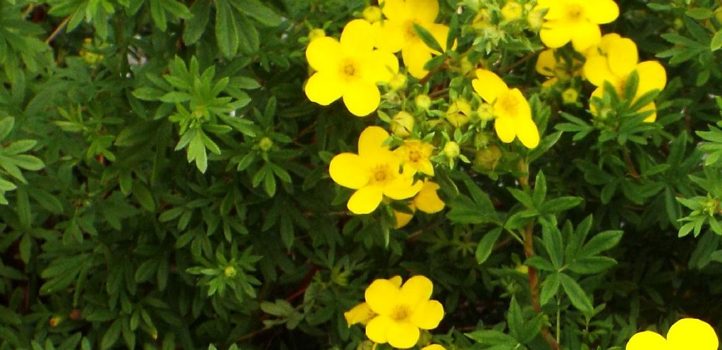 cv. di Potentilla fruticosa (Rosaceae)