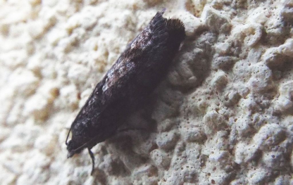 Tortricidae:  Zeiraphera griseana