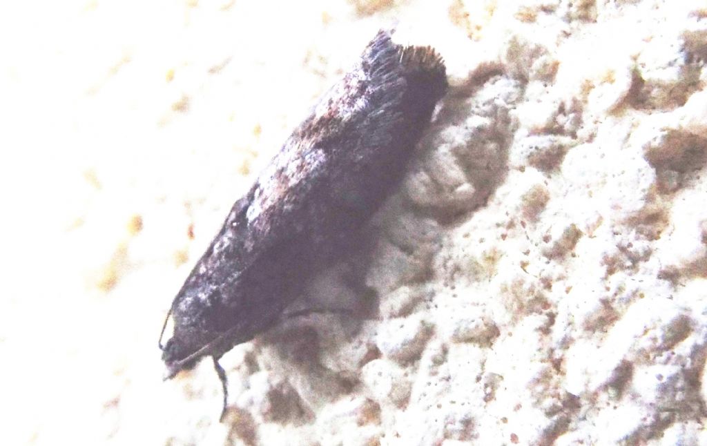 Tortricidae:  Zeiraphera griseana