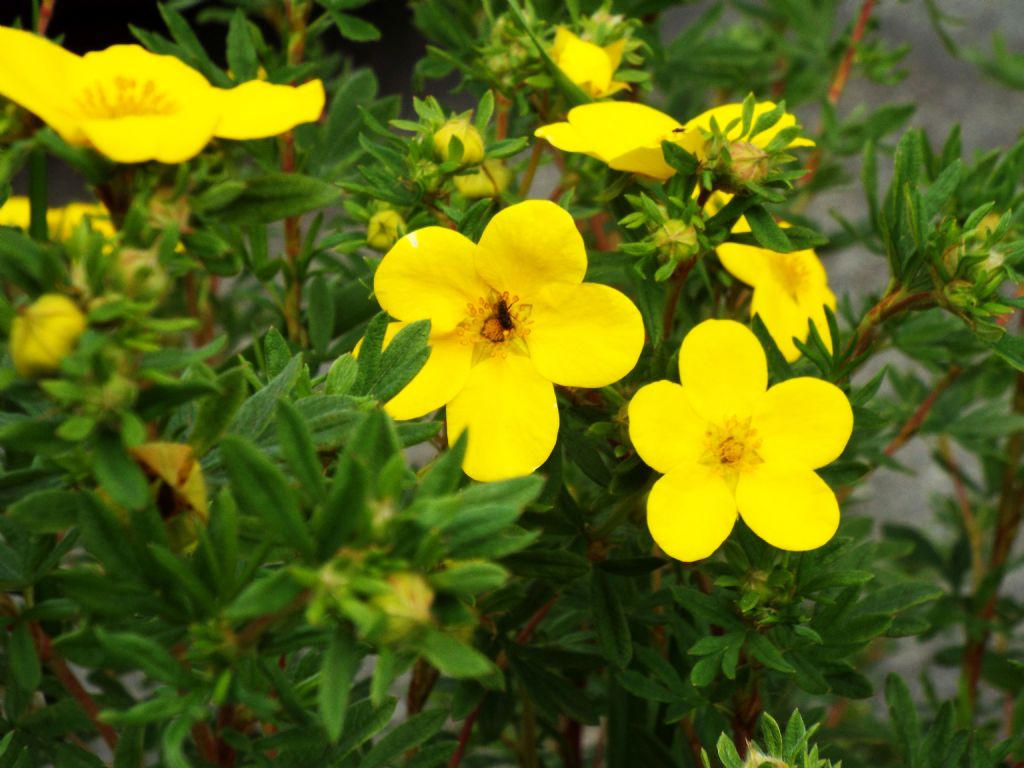 cv. di Potentilla fruticosa (Rosaceae)