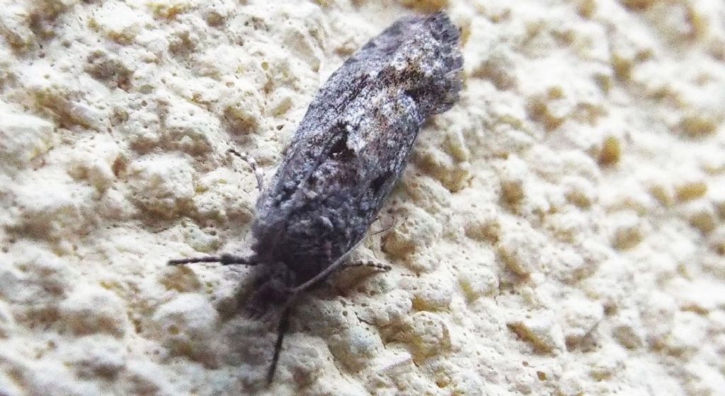 Tortricidae:  Zeiraphera griseana