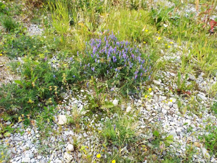 Fabaceae:  Vicia cracca