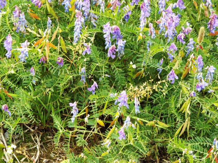 Fabaceae:  Vicia cracca