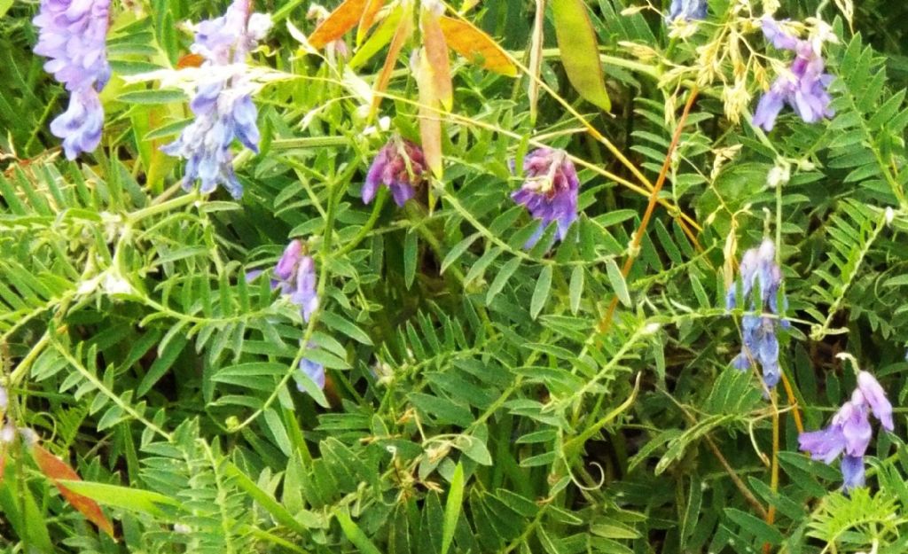 Fabaceae:  Vicia cracca