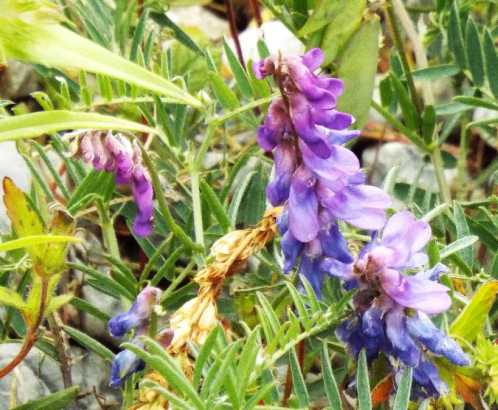 Fabaceae:  Vicia cracca