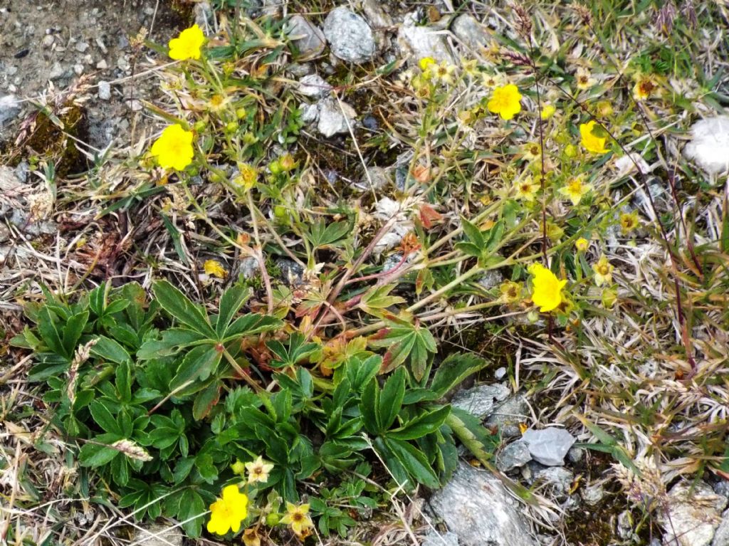 Potentilla sp. (Rosaceae)