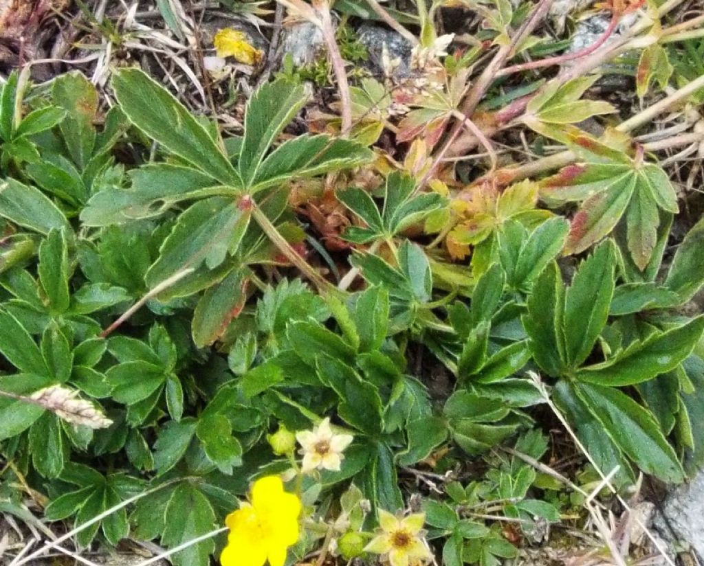 Potentilla sp. (Rosaceae)