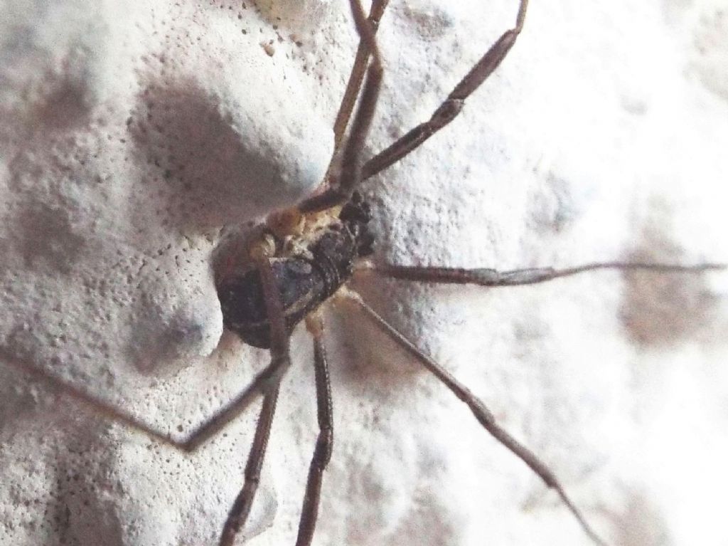 Phalangiidae:  Mitopus morio, maschio