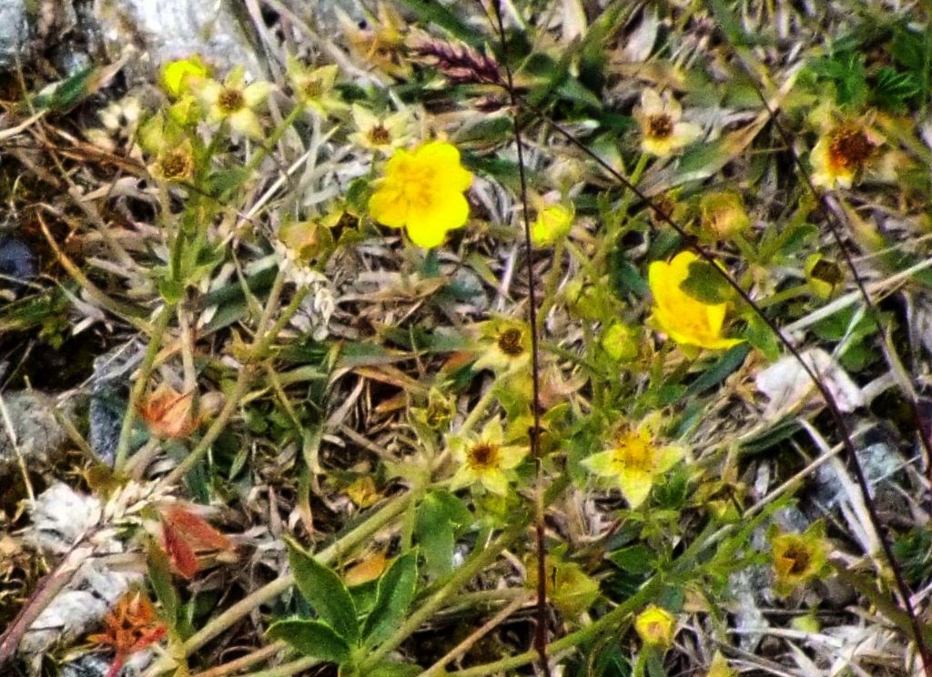 Potentilla sp. (Rosaceae)