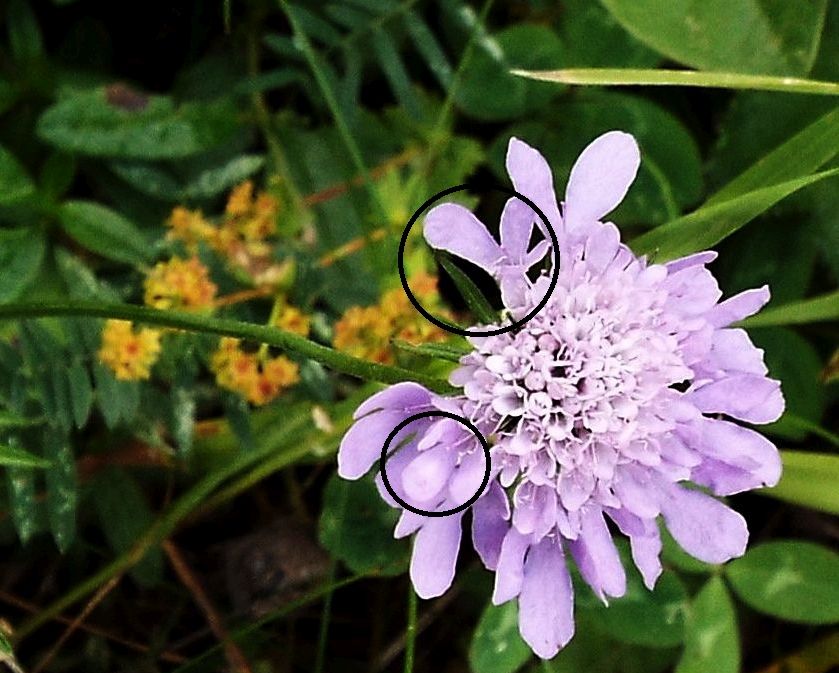 Knautia sp. ... (Dipsacaceae)   ????