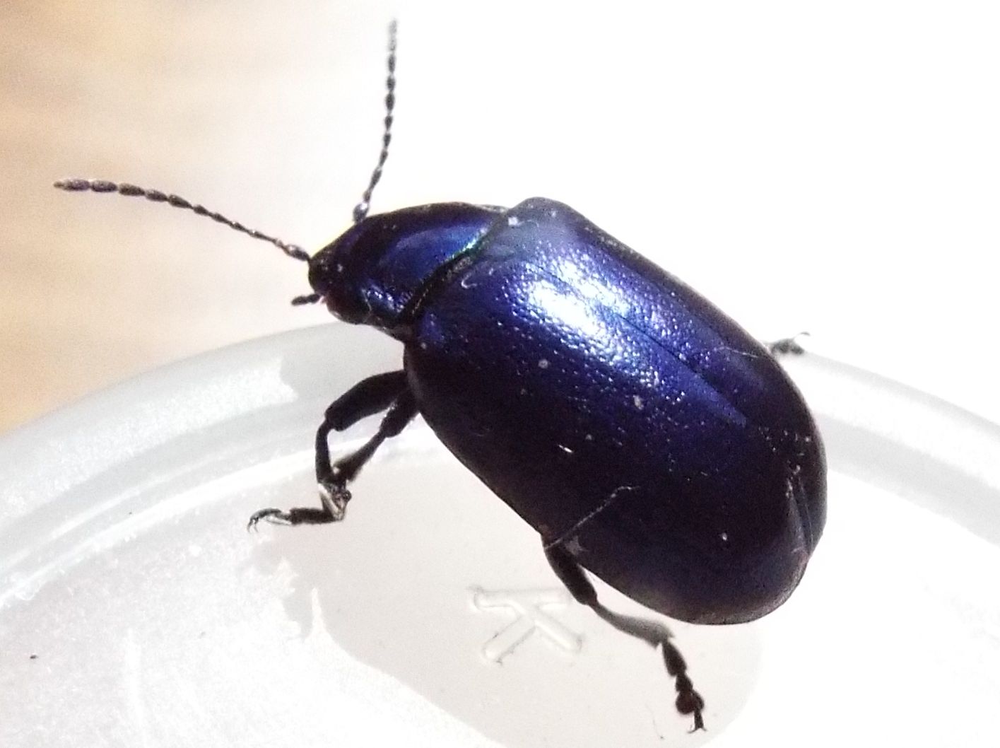 Chrysomelidae: Chrysolina? No, Oreina sp.