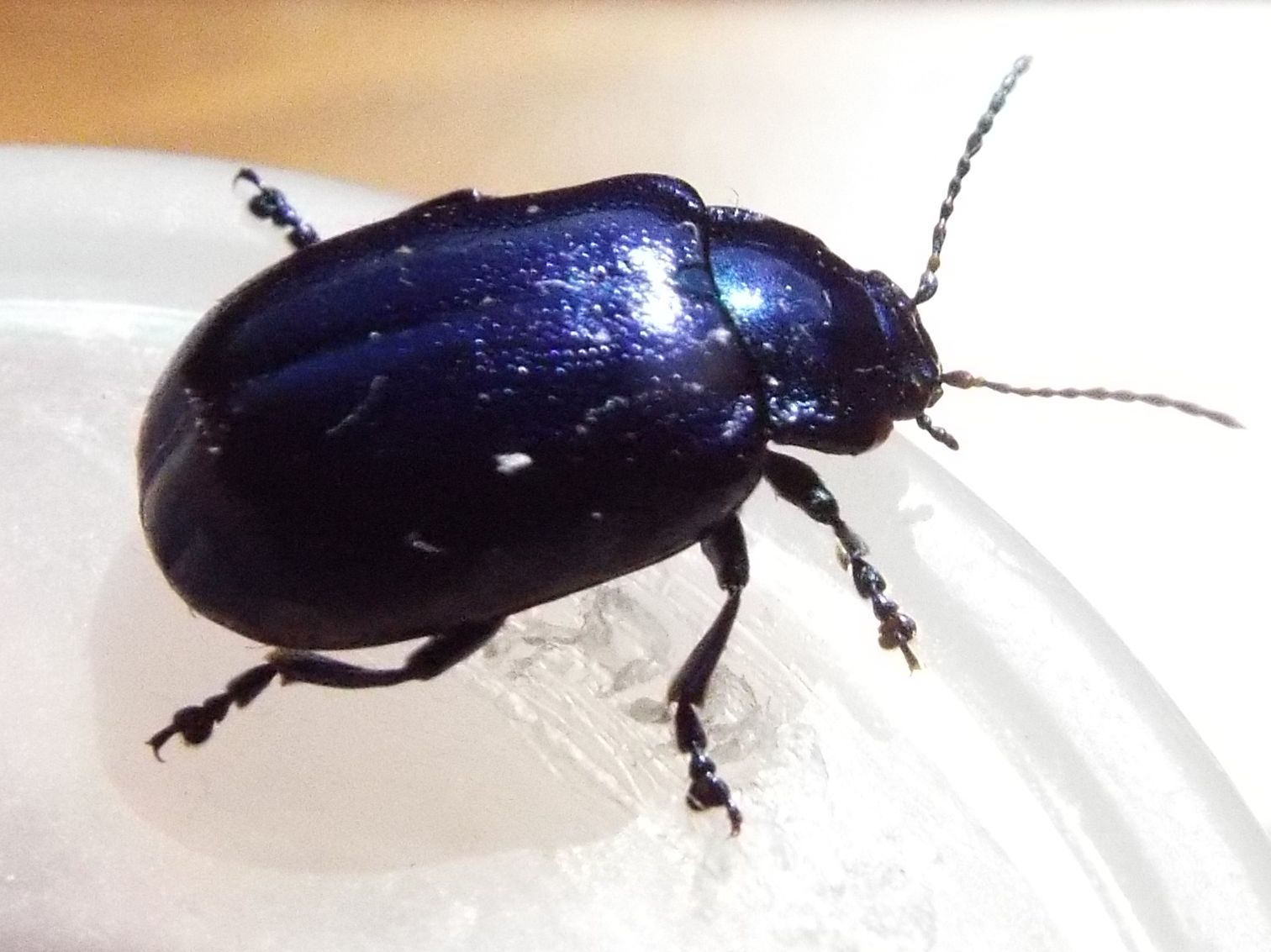 Chrysomelidae: Chrysolina? No, Oreina sp.