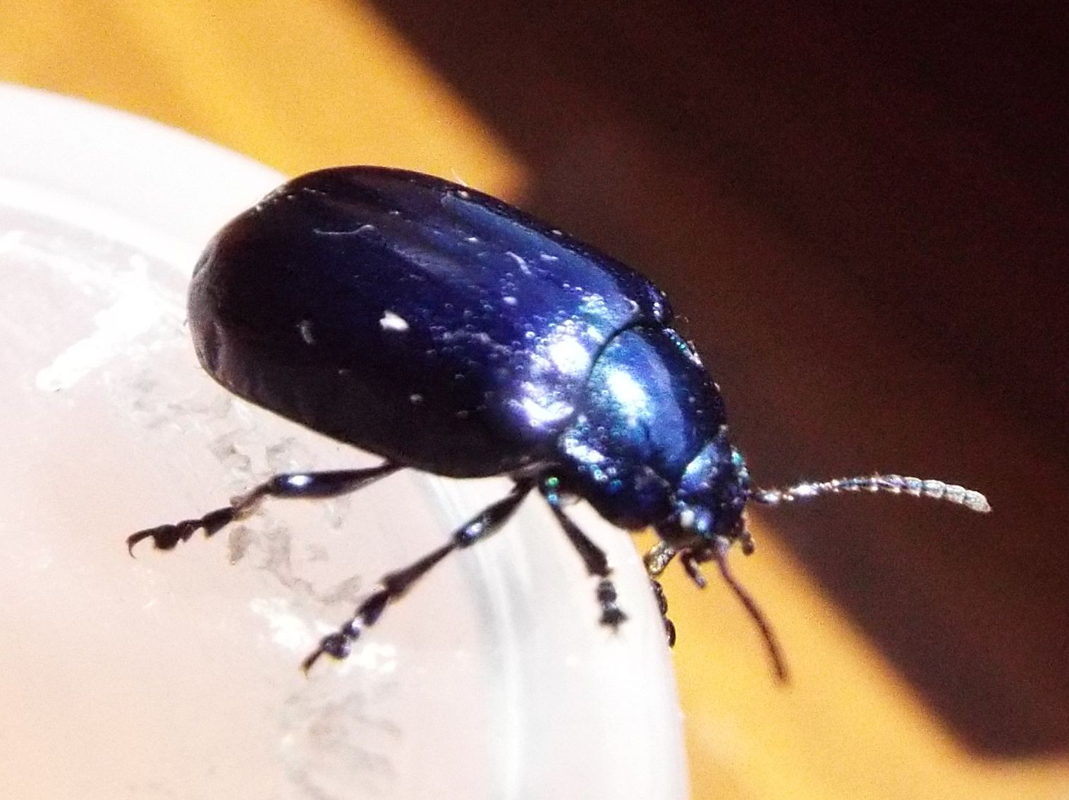 Chrysomelidae: Chrysolina? No, Oreina sp.