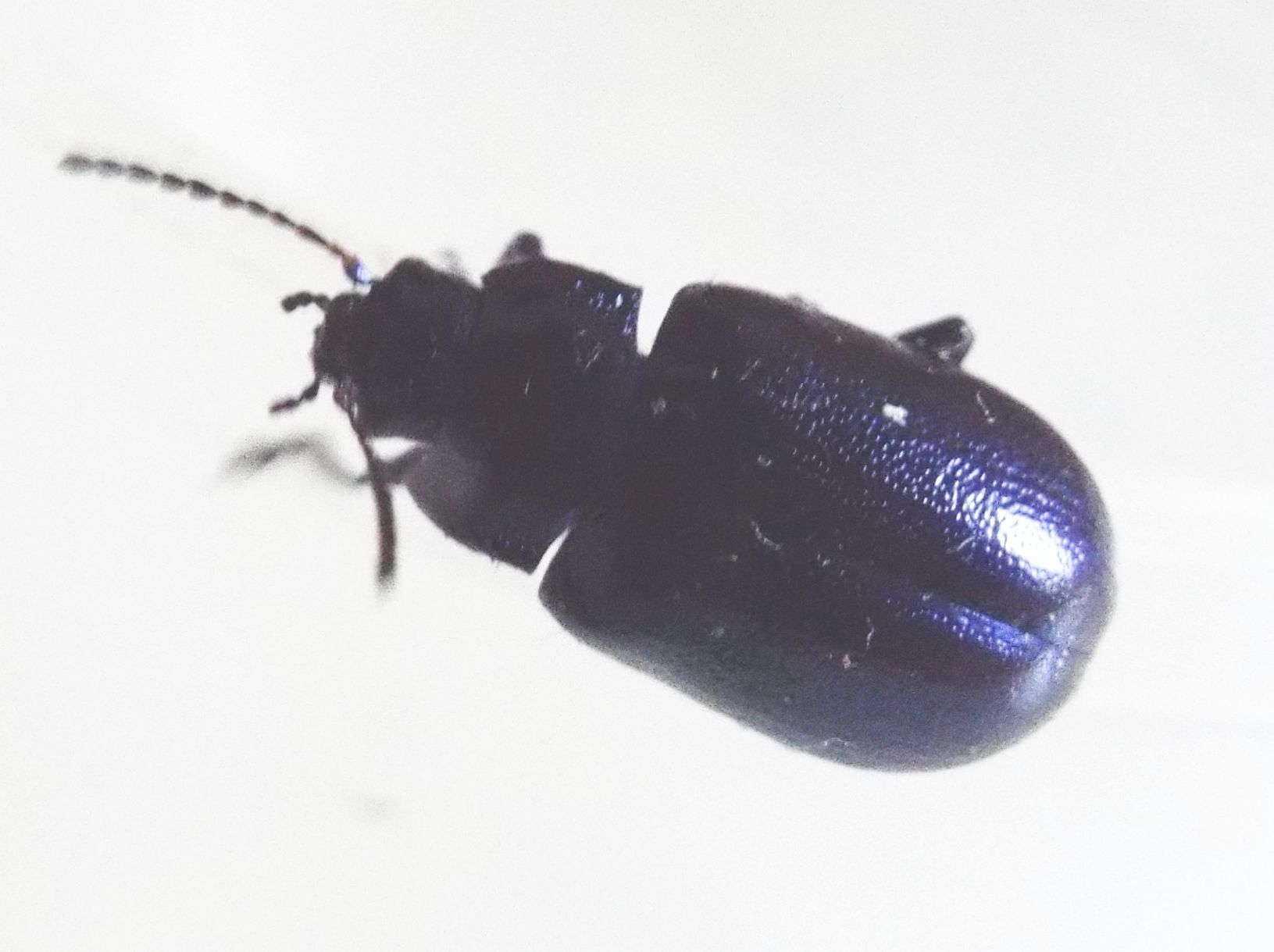 Chrysomelidae: Chrysolina? No, Oreina sp.
