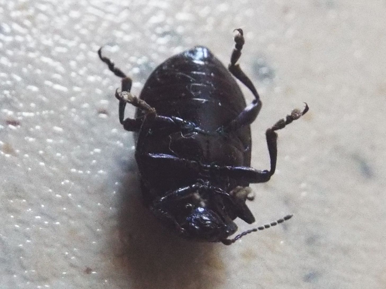 Chrysomelidae: Chrysolina? No, Oreina sp.