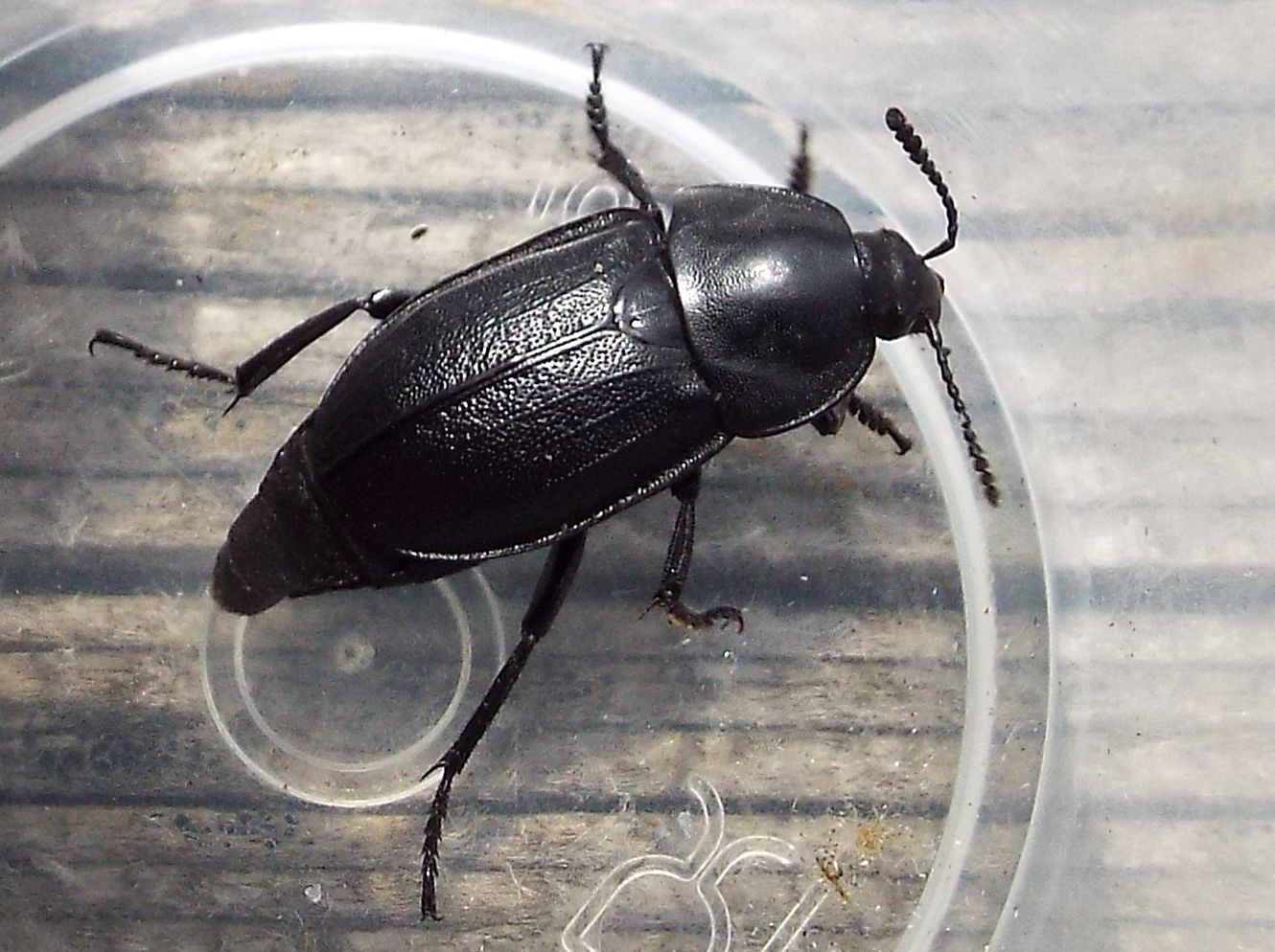 Silpha obscura, Silphidae