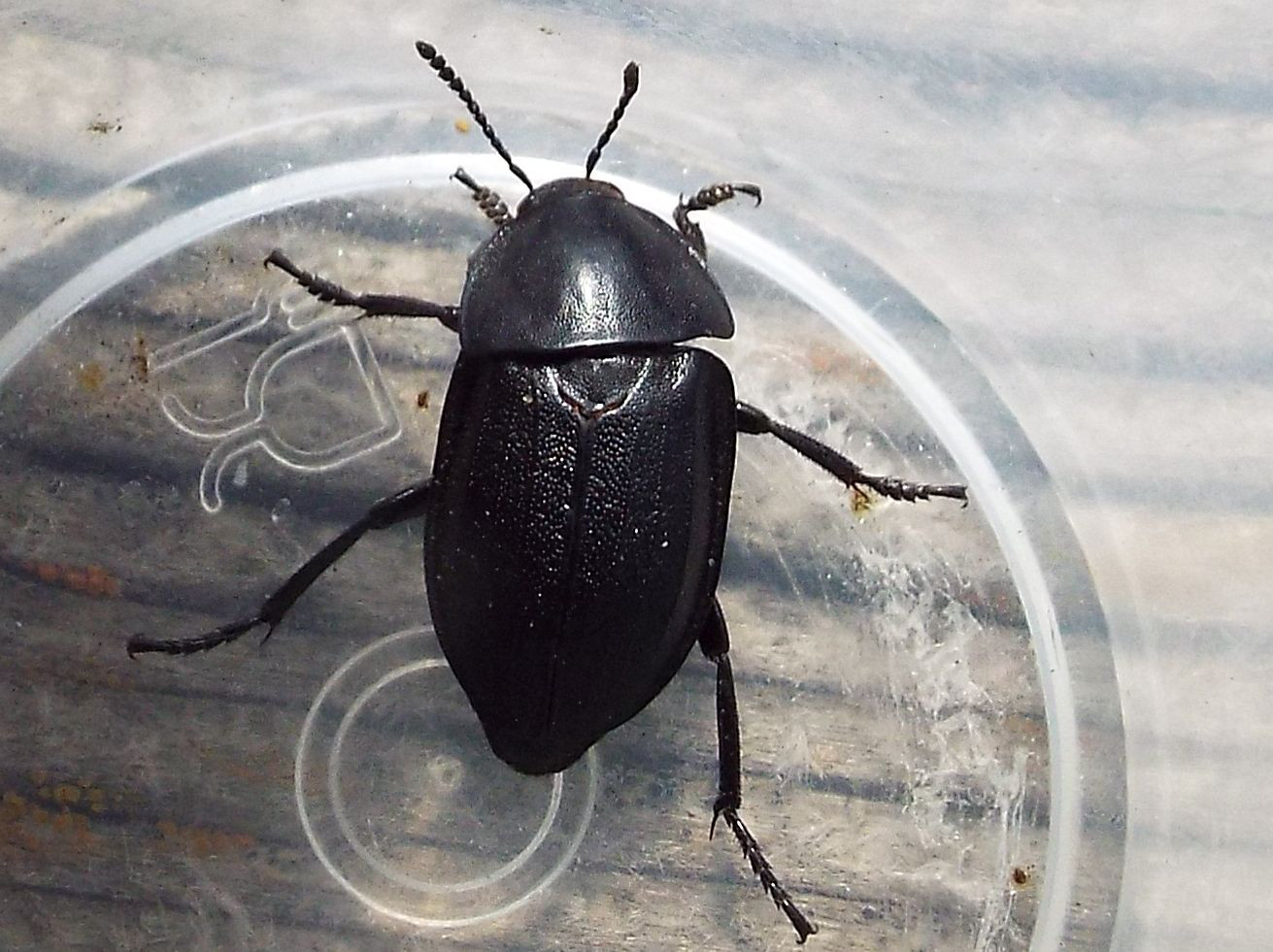 Silpha obscura, Silphidae