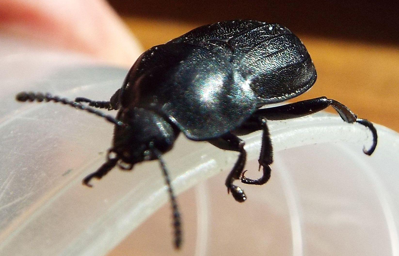 Silpha obscura, Silphidae