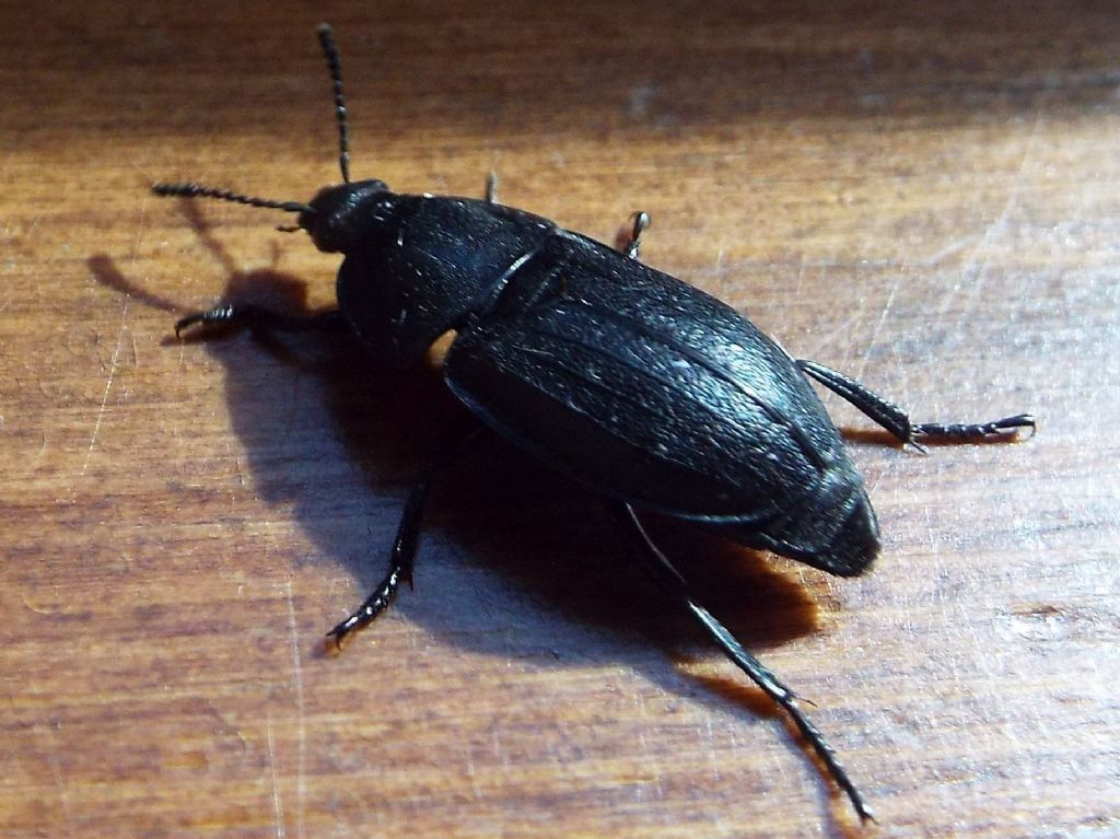 Silpha obscura, Silphidae