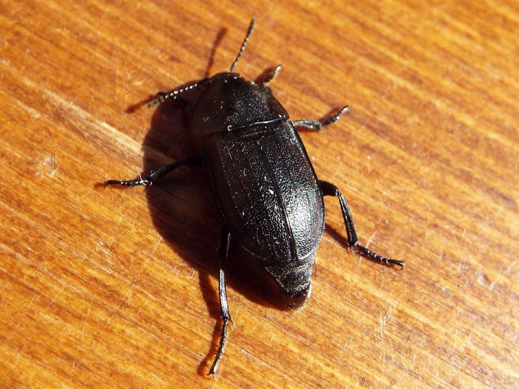 Silpha obscura, Silphidae