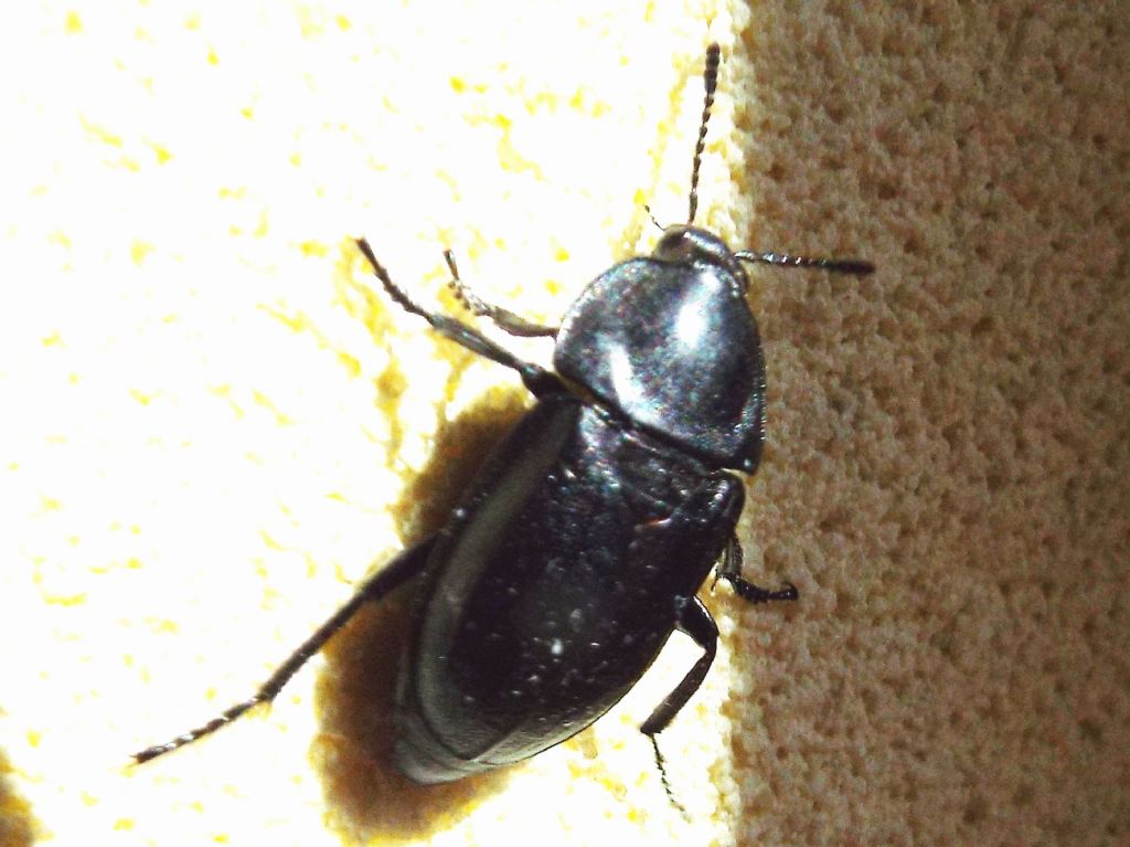 Silpha obscura, Silphidae