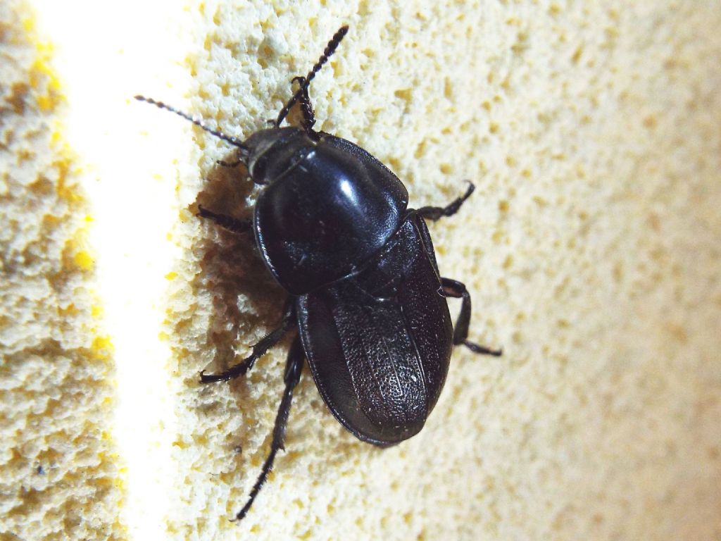 Silpha obscura, Silphidae