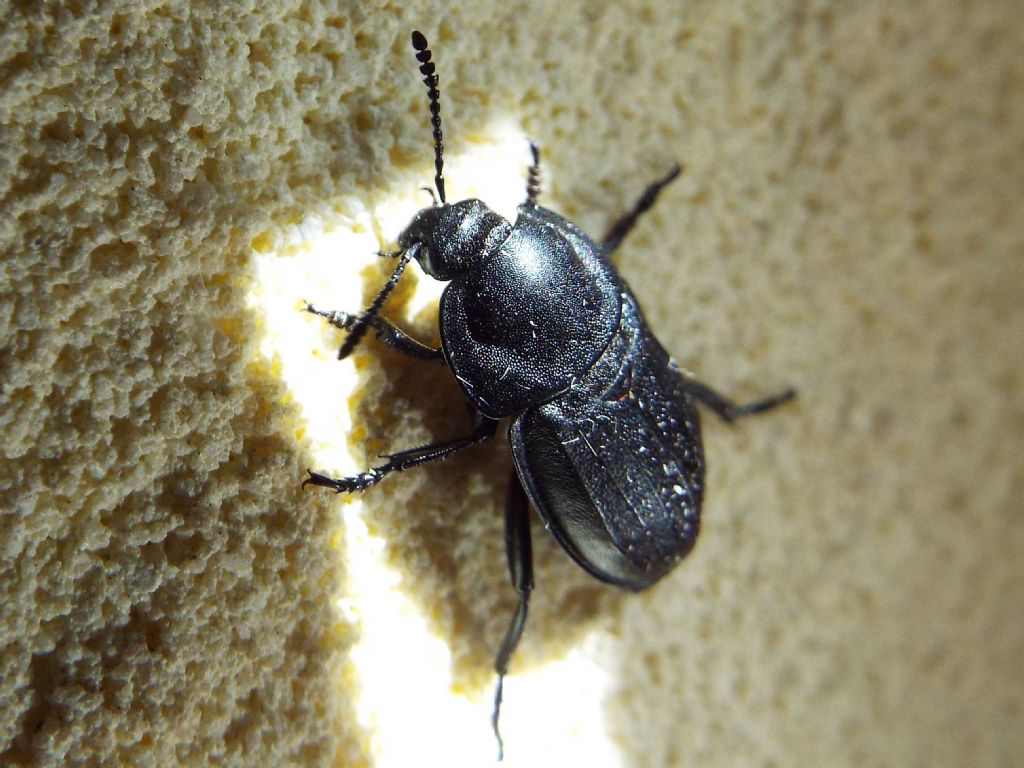 Silpha obscura, Silphidae