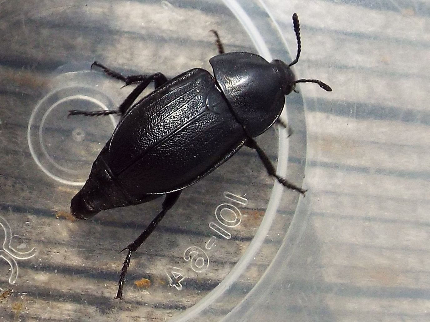 Silpha obscura, Silphidae