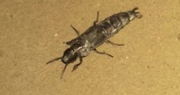 Staphylinidae:  Velleius dilatatus